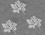courtain leaves