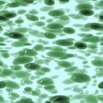 cells