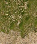 grass sand