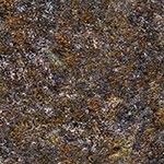 wall moss