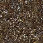 wall moss